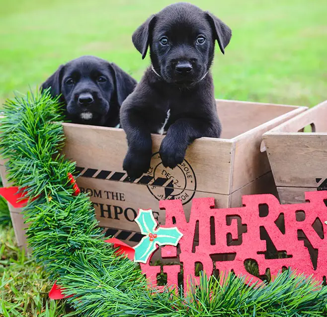 Black Lab Puppies Christmas