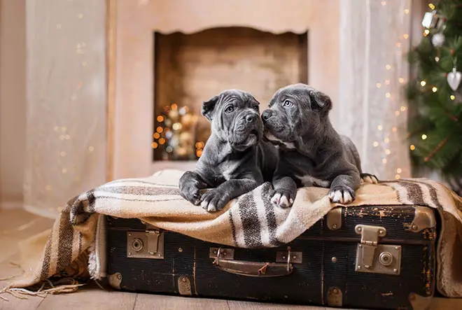 Christmas Puppies on Suitcase