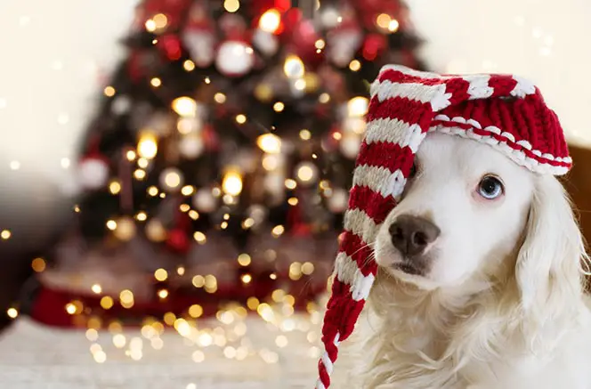 Dog Christmas Hat Over Eye