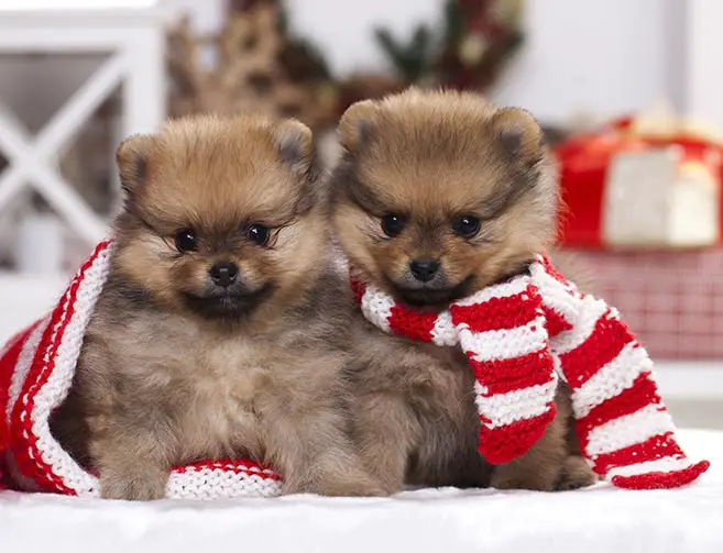 Christmas Puppies Scarf