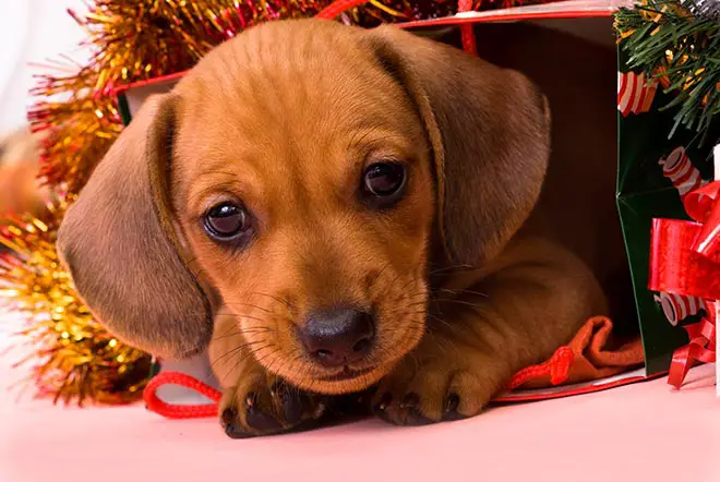 Christmas Puppy in Bag