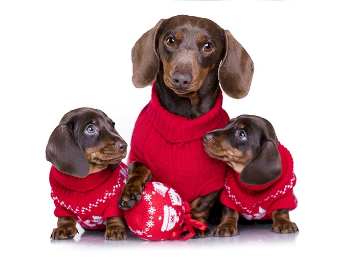 Puppy Christmas Sweater