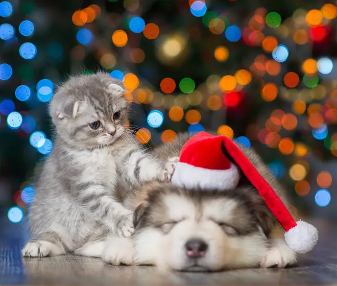 Puppy Kitten Christmas