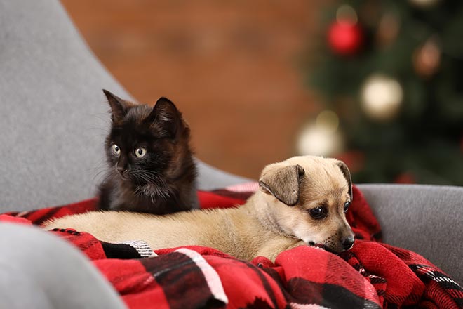 Puppy Kitten Couch Christmas