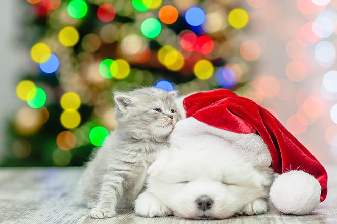 Puppy Kitten Christmas Nap
