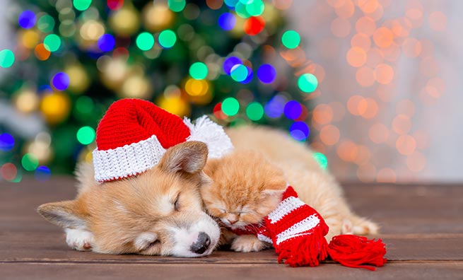 Puppy Kitten Snuggling Christmas