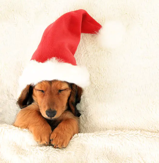 Christmas Puppy Sleeping