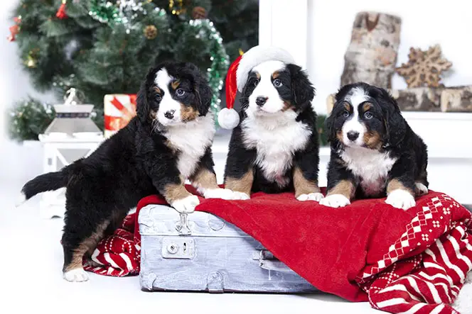 3 Christmas Puppies