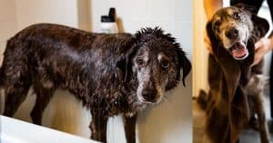Dog shower