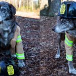 Firefighting Dog