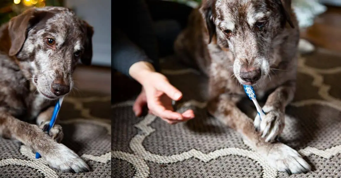 Dog Toothbrush