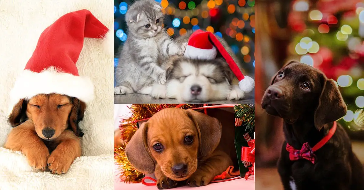 Cutest Christmas Puppies