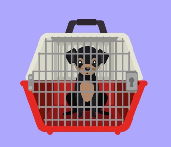 1.House Crate Training Where To Eliminate