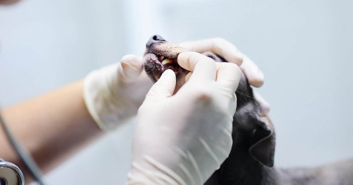 Dog Grinding Teeth Here's What You Should Do