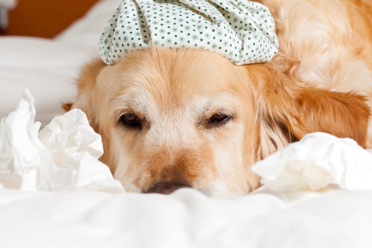 Dogs can also catch the flu any time of the year