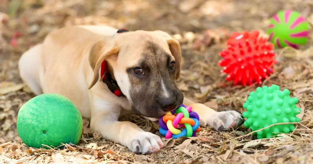 5 Fun Suction-Cup Dog Toys to Keep Canines Busy - Vetstreet