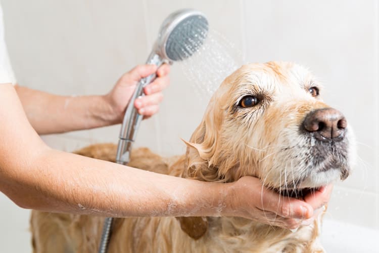 How to Bathe a Dog