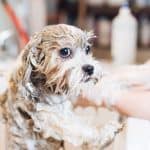 Puppy Shampoos Perfect for Pups Skin