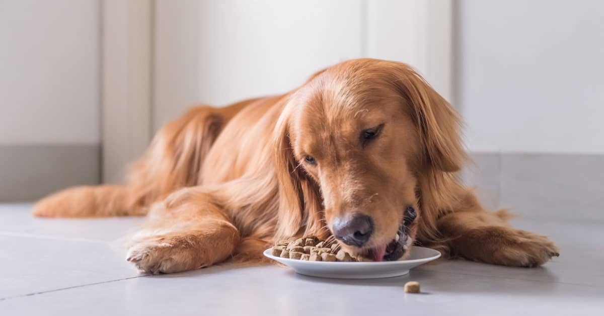 Royal Canin Hydrolyzed Protein Dog Food