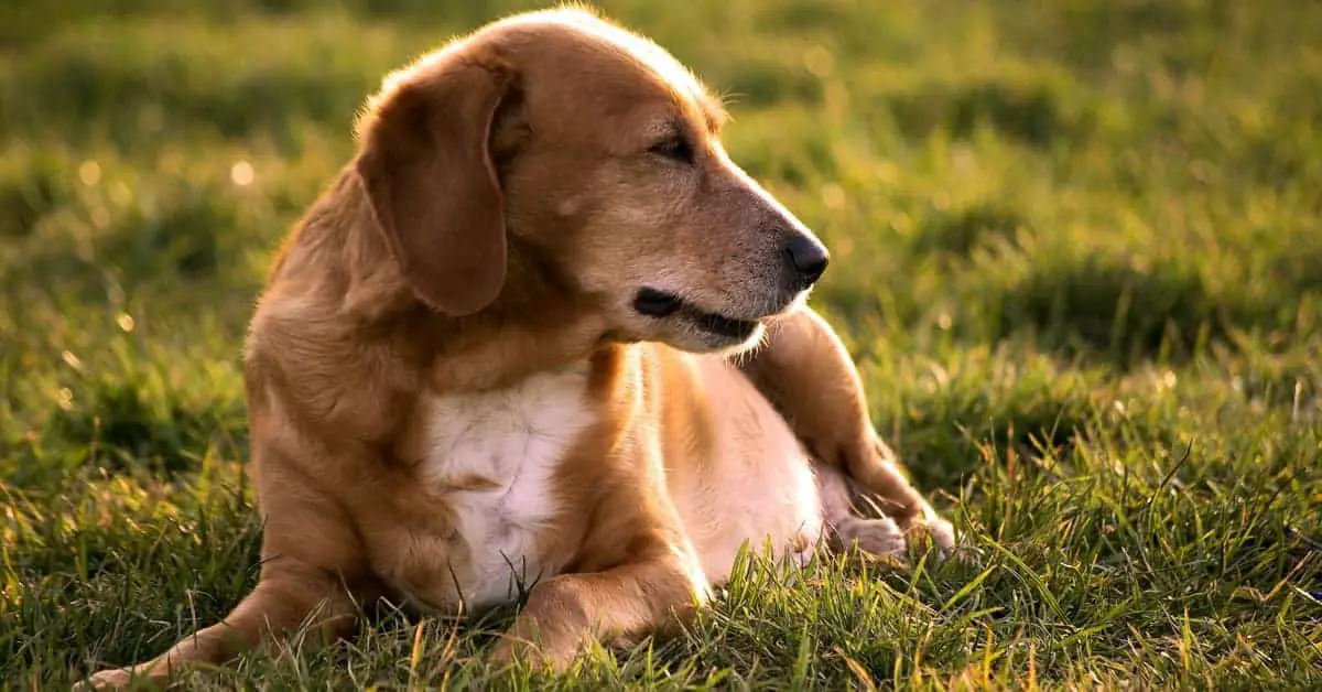 why-do-dogs-lay-in-the-sun-how-sunlight-affects-your-dog