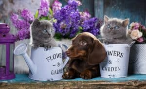 Kitten and Puppy Friends