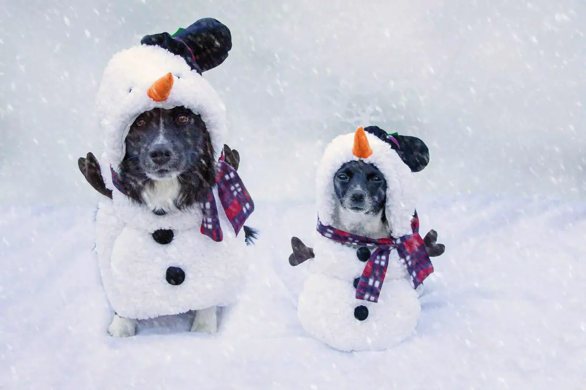 dogs dressed snowman