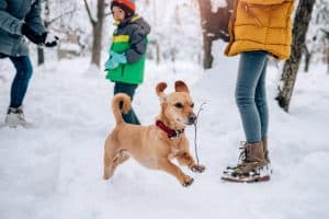 dog running snow