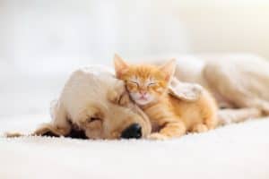 Puppies and Kittens Relaxing