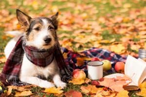 Picnic