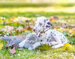 Puppy and Kitten Love