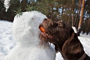 dog eating carrot