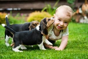 dog kisses baby