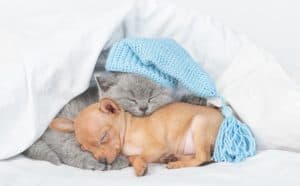 Puppies and Kittens Snuggle Time
