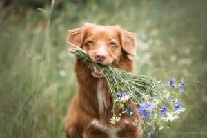 Flowers AND a Smile