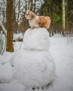 dog snowman head