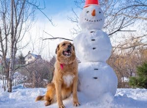 dog with snowman