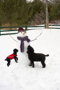 dog snowman