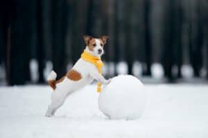 dog with snowball