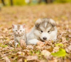 Puppies and Kittens Differences