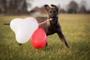 Heart-Shaped Balloons