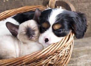 Puppies and Kittens Snuggling