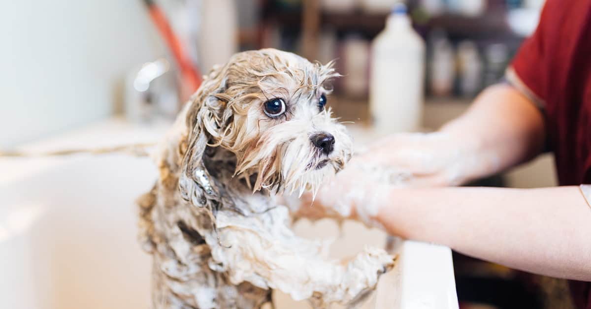 Best Dog Dandruff Shampoo Brands