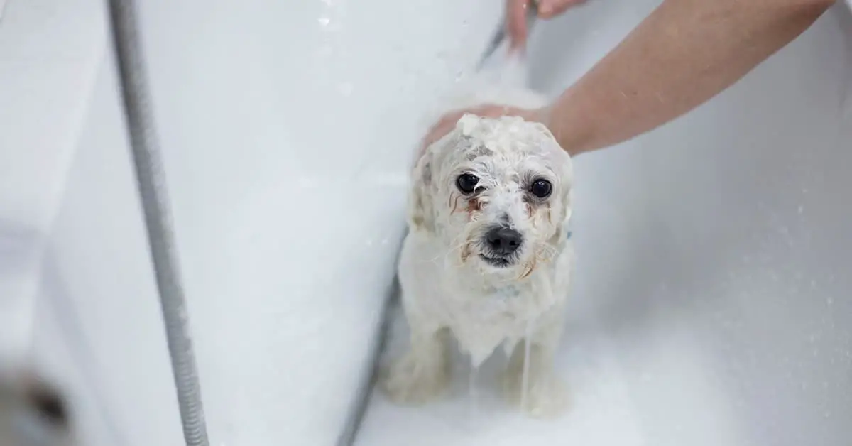 Best Dog Shampoo For Shedding