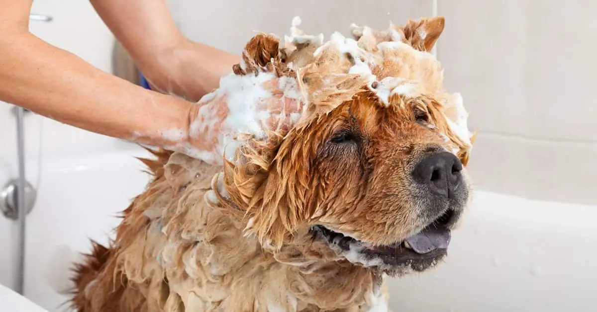 Best-Smelling Dog Shampoo Choices That Leave Your Dog Smelling Great
