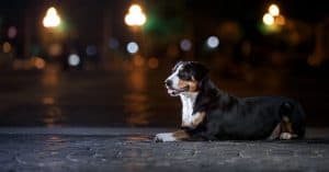 Dog Panting at Night