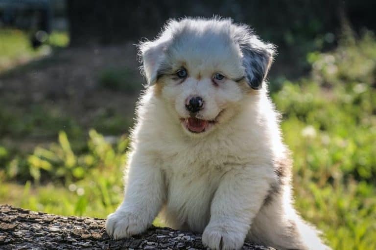 Puppy Worming Schedule When Should You Start Puppy Worming Schedule When Should You Start