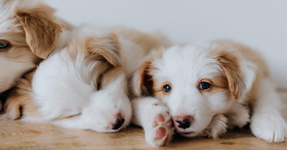 Puppy Worming Schedule When Should You Start