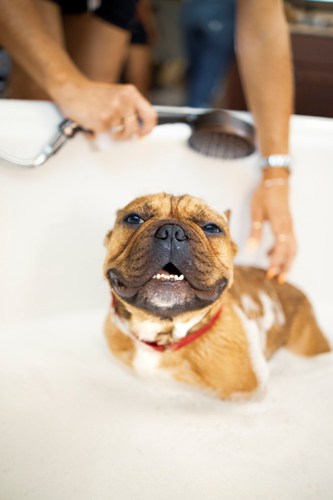 Understanding More About a Dogs Dry Skin