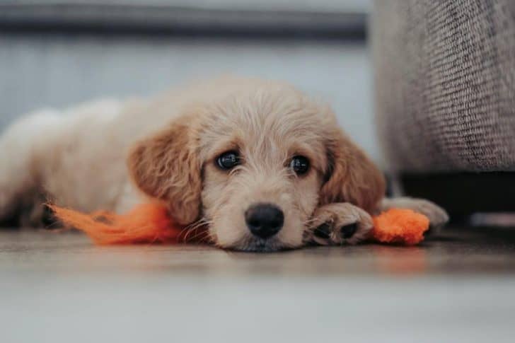 Puppy Worming Schedule When Should You Start Puppy Worming Schedule When Should You Start