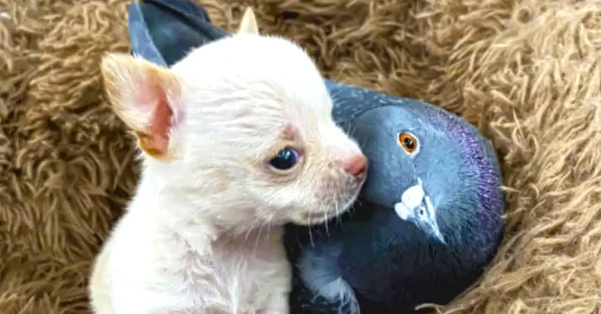 dog and pigeon